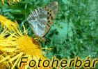 Fotoherbar